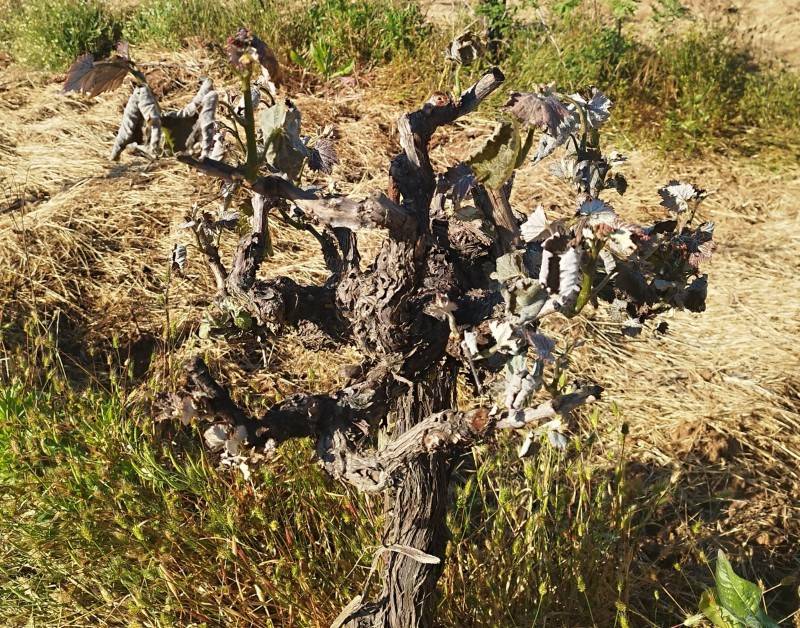 Αίτημα αγροτών της Πελοποννήσου για τις καταστροφές από τον παγετό: Αποζημιώσεις στο 100% της ζημιάς