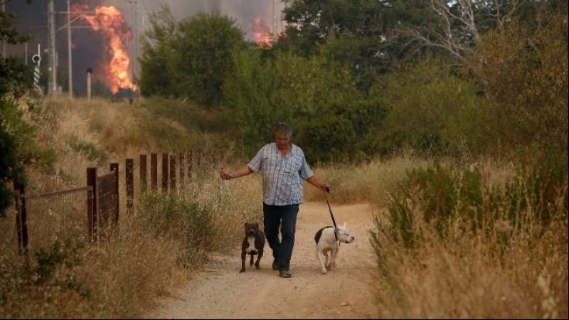 Όταν οι ανθρώπινες κρίσεις επηρεάζουν τα ζώα