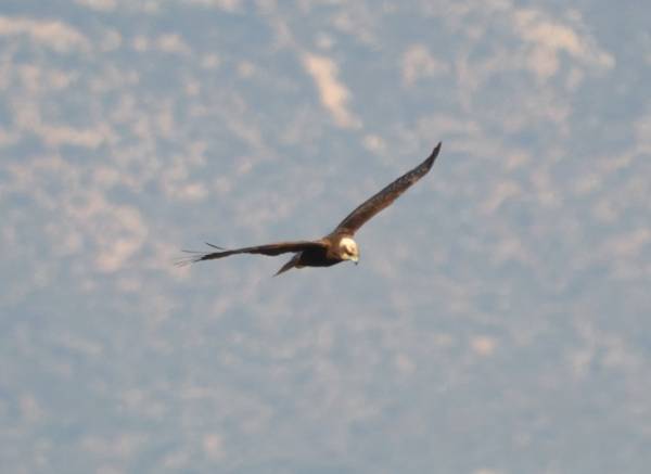 Ο Φορέας Διαχείρισης Πάρνωνα παρουσιάζει τον Καλαμόκιρκο