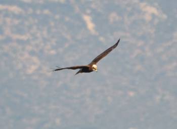 Ο Φορέας Διαχείρισης Πάρνωνα παρουσιάζει τον Καλαμόκιρκο