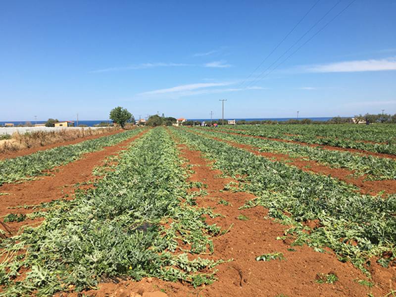 Στην τελική ευθεία η παραγωγή καρπουζιού στην Τριφυλία - Προβληματίζει η φάση της συγκομιδής