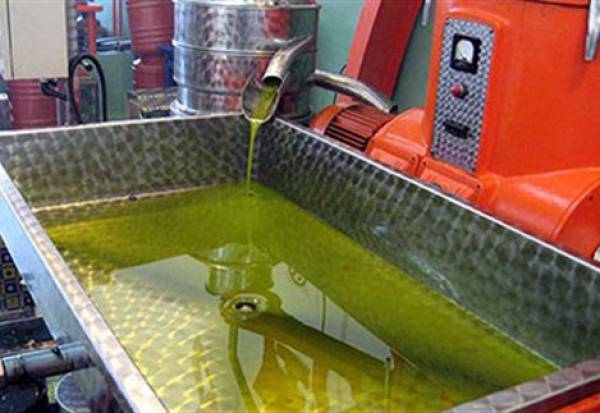 Μέχρι και 4,55 ευρώ το κιλό το καλό λάδι στη Λακωνία