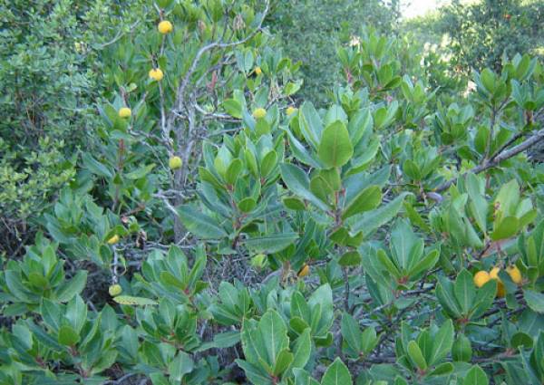 Τι θα τα κάνει τα δάση το ελληνικό Δημόσιο;