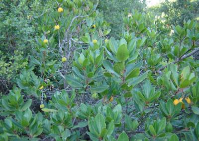 Τι θα τα κάνει τα δάση το ελληνικό Δημόσιο;