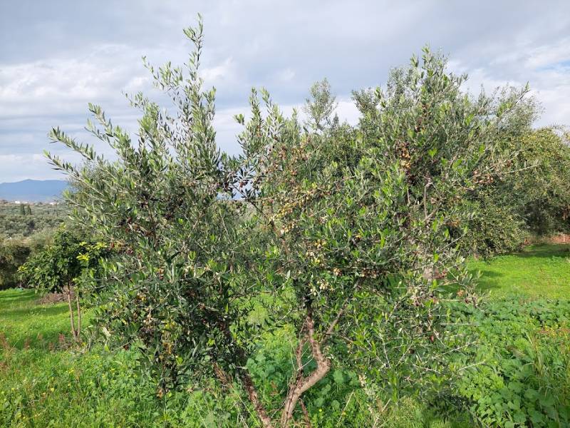 Γλοισπόριο της ελιάς: Άμεση και δίκαιη εκτίμηση και κάλυψη της ζημιάς