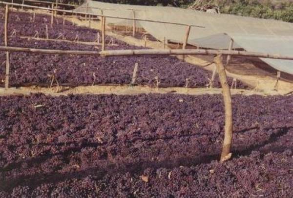 1,10 ευρώ το κιλό η τιμή της σταφίδας