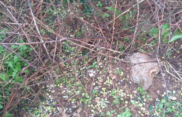 Στο 70% της ελαιοπαραγωγής η ζημιά από το χαλάζι στον Κάμπο