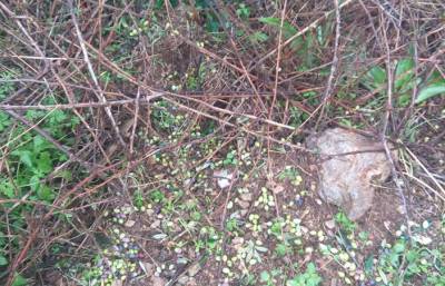 Στο 70% της ελαιοπαραγωγής η ζημιά από το χαλάζι στον Κάμπο