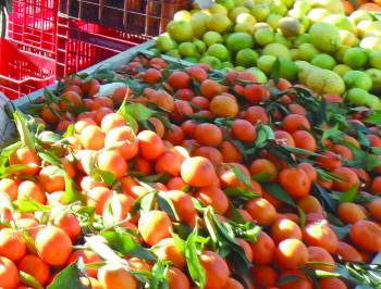 Απούλητα τα εσπεριδοειδή παρά τις χαμηλές τιμές (φωτογραφίες)