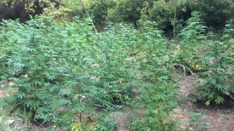 Αρκαδία: Εντοπίστηκε φυτεία κάνναβης με 1.415 δενδρύλλια