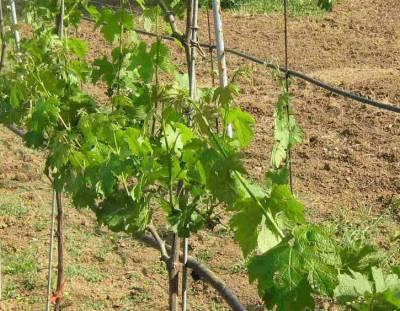 Ζημιές από τον καύσωνα στις σταφίδες της Τριφυλίας