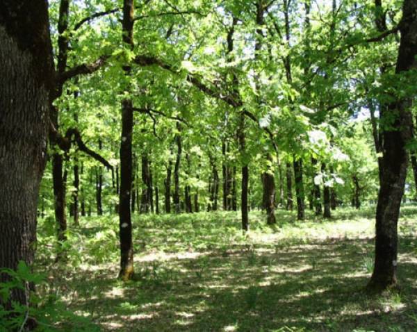 23 προσλήψεις για πυροπροστασία στο Δήμο Πύλου - Νέστορος