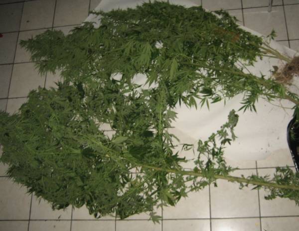 Δύο συλλήψεις για χασίς και λαθραίο καπνό στο Λέχαιο Κορινθίας