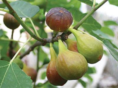 Αποζημίωση για τα σύκα διεκδικεί ο Τσώνης