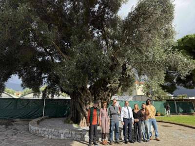 Καλαμάτα: Ημέρα γνωριμίας με τη «Μάνα Ελιά» με αφορμή την Παγκόσμια Ημέρα Ελιάς