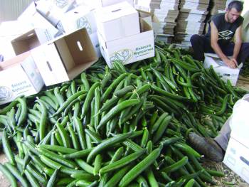 Ξεκίνησαν οι εξαγωγές αγγουριών από την Τριφυλία