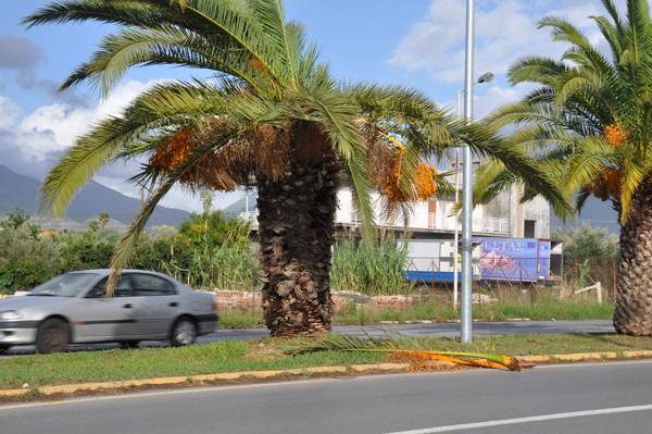 Προχωράει το σκαθάρι;