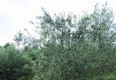 Το πρόγραμμα ψεκασμού δακοκτονίας στη Μεσσηνία