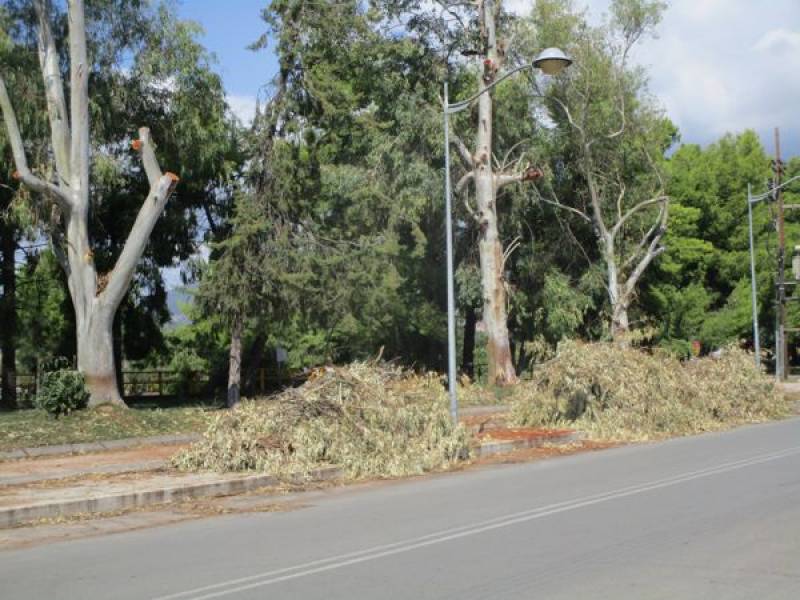 Μαζεύουν τα κλαδέματα