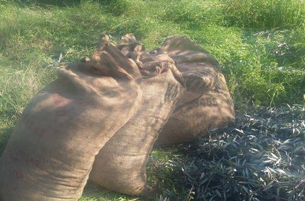 Πετράκος: "Να αποζημιωθούν οι ελαιοπαραγωγοί της Μεσσηνίας"