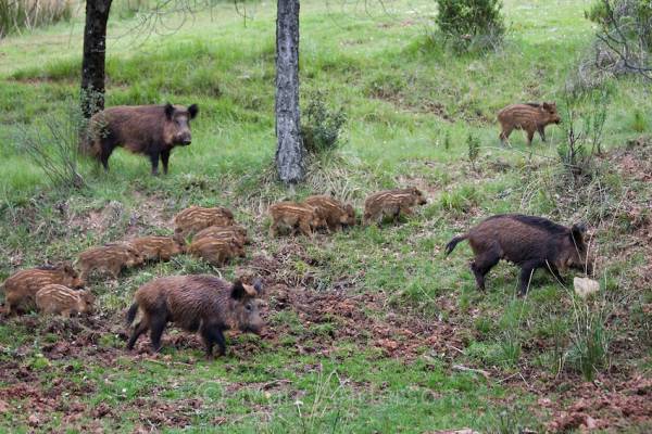 Ζημιές στην Πολιανή από αγριογούρουνα