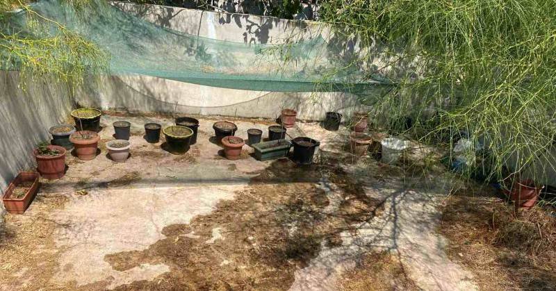Δύο συλλήψεις για καλλιέργεια και διακίνηση χασίς από τη Δίωξη Ναρκωτικών Καλαμάτας