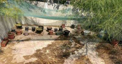 Δύο συλλήψεις για καλλιέργεια και διακίνηση χασίς από τη Δίωξη Ναρκωτικών Καλαμάτας