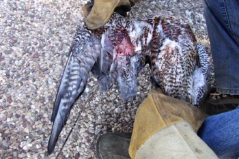 Σώθηκε γεράκι που βρέθηκε τραυματισμένο στον Αγρίλη Φιλιατρών