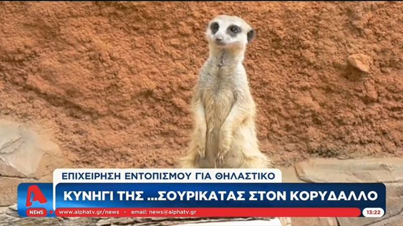 Κυνήγι της... σουρικάτας στον Κορυδαλλό (βίντεο)