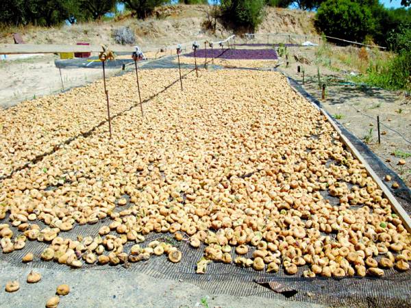 Από 0,92 έως 2,30 ευρώ αγοράζει σύκα η Συκική