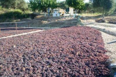 Αγανάκτηση στους παραγωγούς της Μεσσηνίας - Έτοιμοι να ξεριζώσουν τις σταφίδες