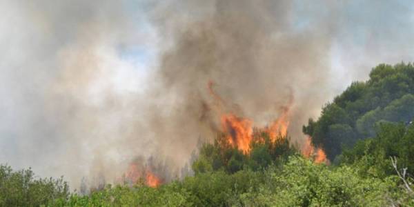 Οι παθογένειες αυξάνουν τις απειλές από τις πυρκαγιές