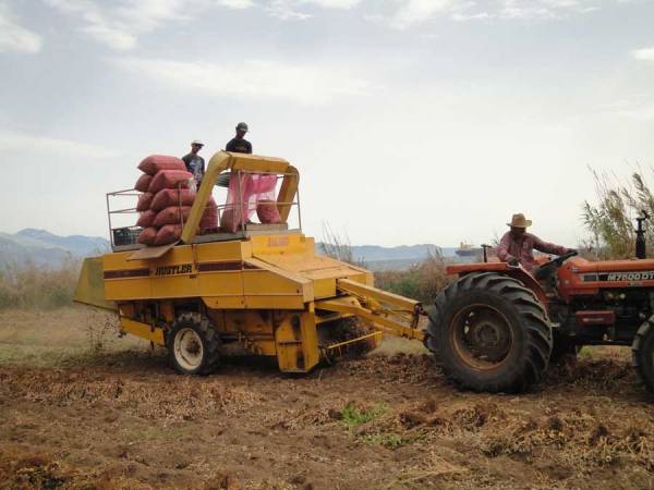 1,10 ευρώ το κιλό η τιμή του φιστικιού