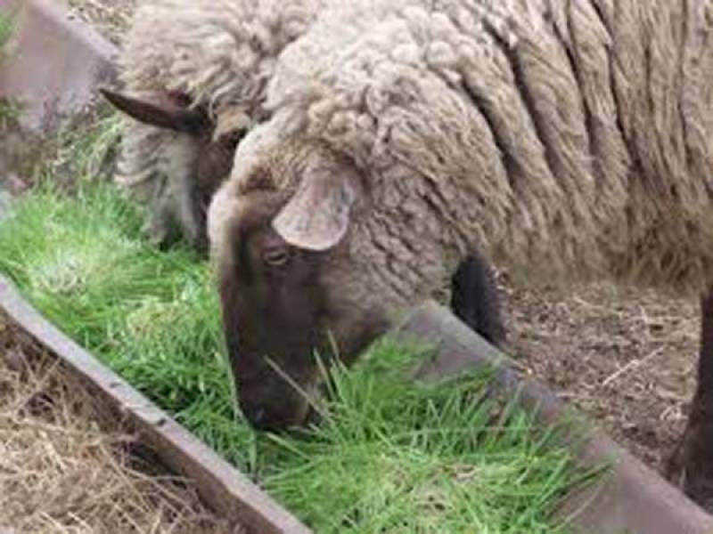 Αντιπαραθέσεις στην Οικονομική Επιτροπή για τη ζωαγορά Κοπανακίου
