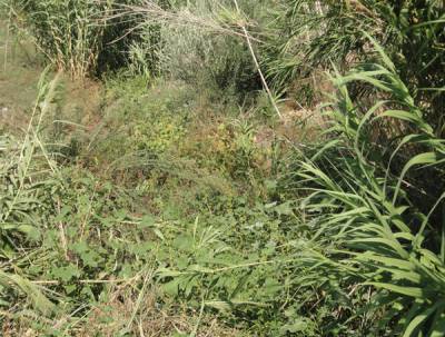 Μειοδότης για ρέματα σε Τριφυλία και Πυλία