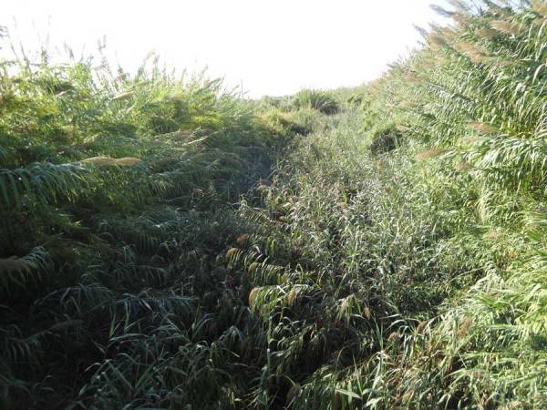 Να καθαριστεί ο ποταμός Αρις ζητεί ο πρόεδρος της Μικρομάνης