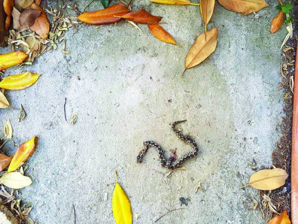 Φίδι αναστάτωσε το Λιμεναρχείο Καλαμάτας