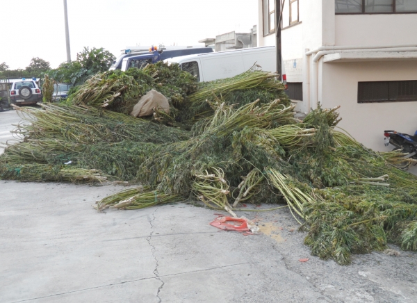 Στους Γαργαλιάνους 20 αστυνομικοί: Δυο μέρες ξερίζωναν τα 992 χασισόδεντρα