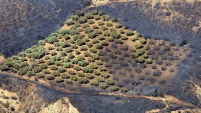 Η τεχνητή νοημοσύνη στη μάχη για την πρόληψη απέναντι στις δασικές πυρκαγιές