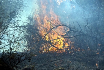 Φωτιά στην Καρυούπολη Λακωνίας