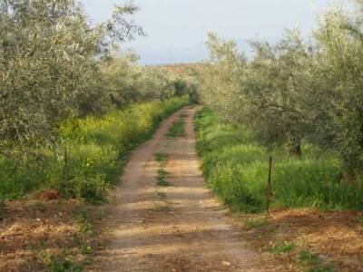 Επαναδημοπράτηση αγροτικής οδοποιίας από τον Δήμο Καλαμάτας