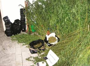 Χασισοφυτεία με 53 δενδρύλλια έξω από το Αργος