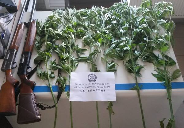 Σύλληψη 48χρονου στη Σπάρτη με... μίνι χασισοφυτεία