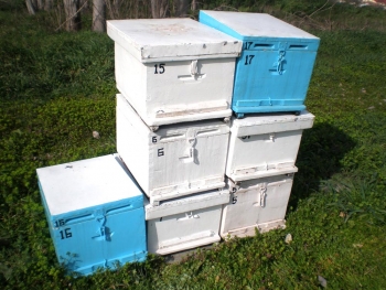 Κλεμμένες κυψέλες βρέθηκαν στο Βασιλικό