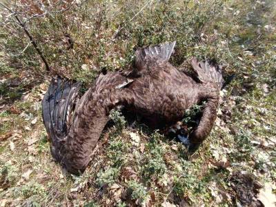 Έβρος: 9 μαυρόγυπες νεκροί από δηλητηριασμένα δολώματα στο δάσος της Δαδιάς