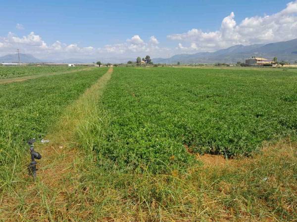 Καλαμάτα: Τέλος Σεπτεμβρίου θα βγουν τα πρώτα στον Μπουρνιά - Ανησυχία για την τιμή στο φιστίκι (βίντεο)