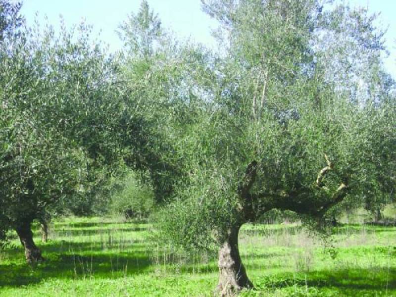 Επί Τάπητος: Η γεωργία στον αστερισμό της εγκατάλειψης...