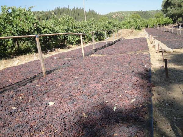 Θα αργήσουν οι ανακοινώσεις φέτος για την τιμή της σταφίδας