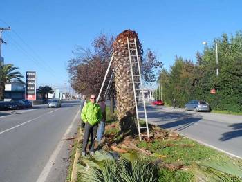 Προσπάθεια να σωθούν οι φοίνικες Νέας Εισόδου (φωτογραφίες)
