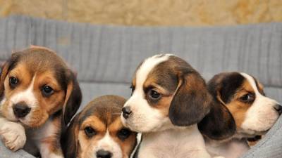 Αμαλιάδα: Πρόστιμο «μαμούθ» σε 72χρονο που εγκατέλειψε νεογέννητα κουτάβια (Βίντεο)